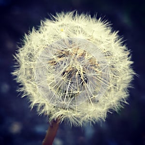 Dandelion in summerðŸƒ